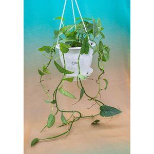 Cebu Blue Pothos 4.5" US Seller Potted RARE